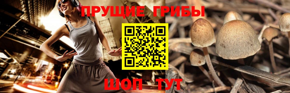 Воткинск  Псилоцибиновые грибы Psilocybe  Псилоцибиновые грибы GOLDEN TEACHER  Вход с VPN 